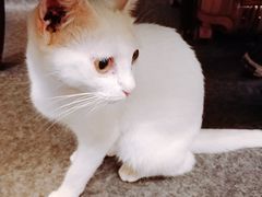 -猫色咖啡·猫咖