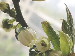 -龙大花卉苗木市场