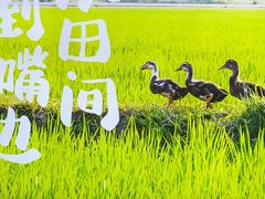 -杨厨的田园饭店(长城路店)