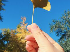-三里屯东五街银杏大道