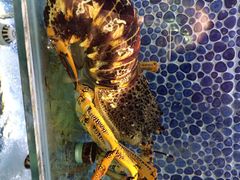 新花城海鲜火锅-新花城蟹粉馆(乌鲁木齐店)