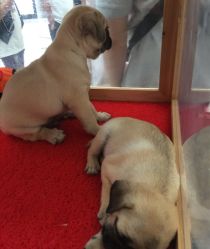 -萌宠亲子动物乐园(槐房万达店)