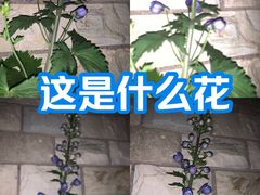 -北国商城