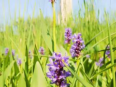 -四里河滨水生态公园