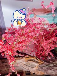 -盘子女人坊生日照·摄影馆(华强店)
