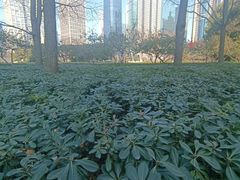 -陆家嘴中心绿地