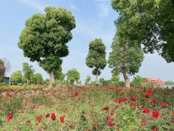 -龙子湖迎宾馆·宴会