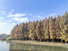 -溱湖国家湿地公园