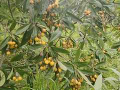 -塘栖枇杷特色园区