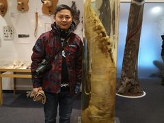 -冰岛阴茎博物馆