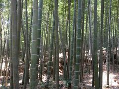 -蔡伦竹海