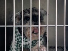 -爱牧宠物医院·猫专科·骨科·内窥镜(甪直店)