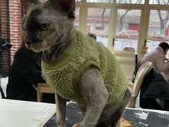 -猫小院猫主题餐厅(南锣旗舰店)
