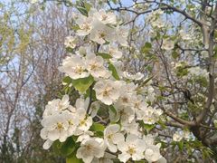 -桃花堤公园