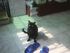 -屋虎猫馆(宝安大仟里店)