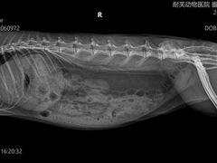 -爱诺耐芙动物医院(万博店)