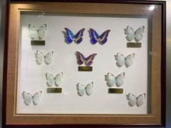 -上海昆虫博物馆