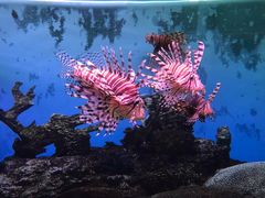 -泉州海丝野生动物世界