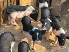 -HERRE·FARM 赫尔露营农场·团建聚会包场