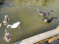 -南宫五洲植物乐园