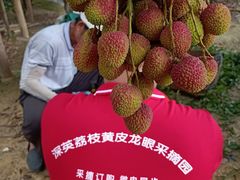 -从化深英荔枝黄皮龙眼采摘园