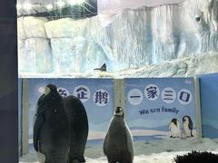 -珠海长隆海洋王国