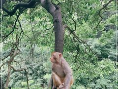 -黔灵山公园
