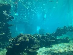 -海棠湾洲际-涛·海底餐厅·美人鱼·自助餐·海底隧道