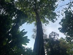 -西双版纳原始森林公园