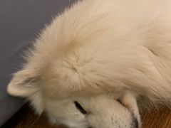 -辛巴宠物医疗中心·骨科·内分泌专科·心肾专科(亭林公园店)