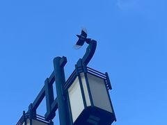 -凯鸽酒楼(操场城店)