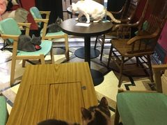 -猫色咖啡·猫咖