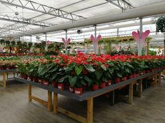 -荷兰花海