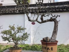 -上海醉白池公园