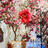 花开富贵山茶红👉秘密旅行西餐