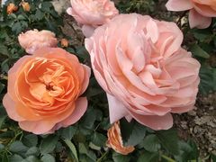 -人民公园(罗湖区)