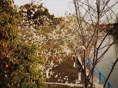 -高东镇樱花园