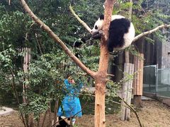 -成都大熊猫繁育研究基地