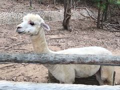 -清迈夜间动物园