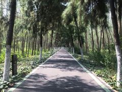 -合肥滨湖国家森林公园