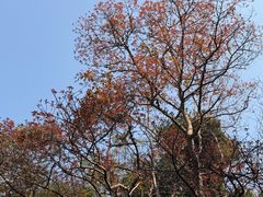 -桃花涧