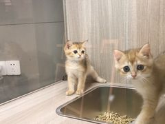 -飞行喵MR PILOT|猫舍·猫咖(静安大融城店)