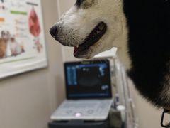 -安安宠医·臻爱宠物医院·宠保定点(营门口路分院)