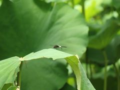 -陈家山荷花公园