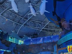 -烟台海昌鲸鲨海洋公园