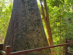 -中国科学院西双版纳热带植物园