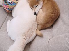 -柴迷FANS CLUB·柴犬狗咖·猫咖