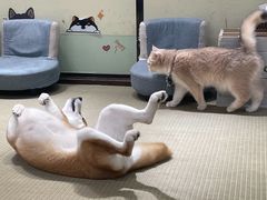 -逗柴咖啡屋·狗咖猫咖宠物桌游
