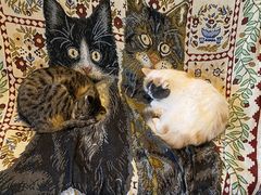 -平行世界·猫咖(首经贸店)