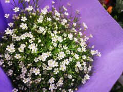 -秦美花卉(天朗·莱茵小城2期店)